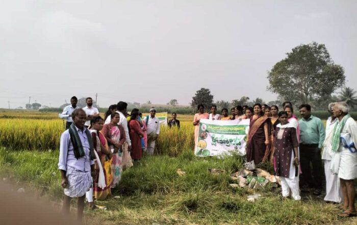 ICAR JSS Krishi Vigyan Kendra Unveils Promising Alternatives to Jyothi Paddy Variety