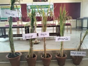 ICAR JSS Krishi Vigyan Kendra Unveils Promising Alternatives to Jyothi Paddy Variety