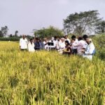 ICAR JSS Krishi Vigyan Kendra Unveils Promising Alternatives to Jyothi Paddy Variety