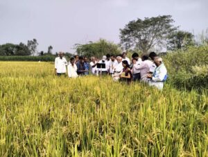 ICAR JSS Krishi Vigyan Kendra Unveils Promising Alternatives to Jyothi Paddy Variety